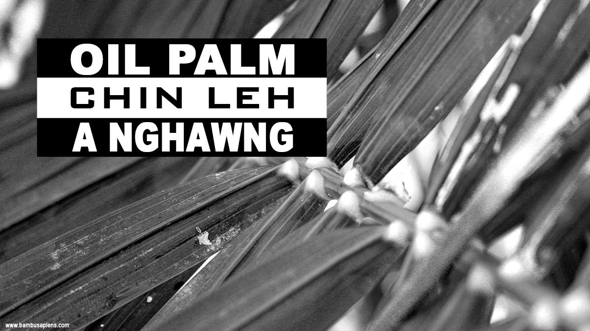 Oil Palm chin leh a nghawng